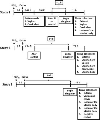 Establishment of the uterine microbiome following artificial insemination in virgin heifers